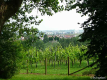 Weinberg