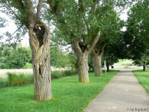 Allee