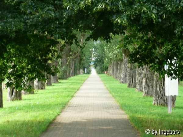 Allee zum Schloss