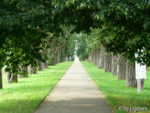 Allee zum Schloss