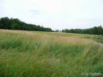 vegetation