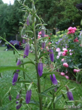 Rosenbegleiter  Glockenblume
