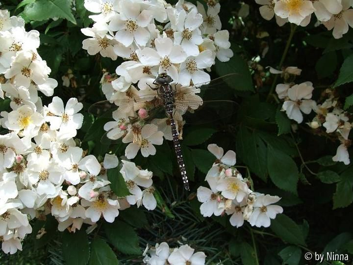 Libelle auf Rose