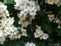 Libelle auf Rose