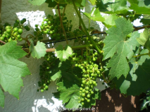 Weinrebe Regent Südwand 27.06.2008