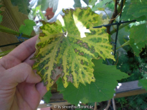 Magelsymptome Weinrebe: Nelly (rosa) I