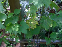 Magelsymptome Weinrebe: Nelly (rosa) II