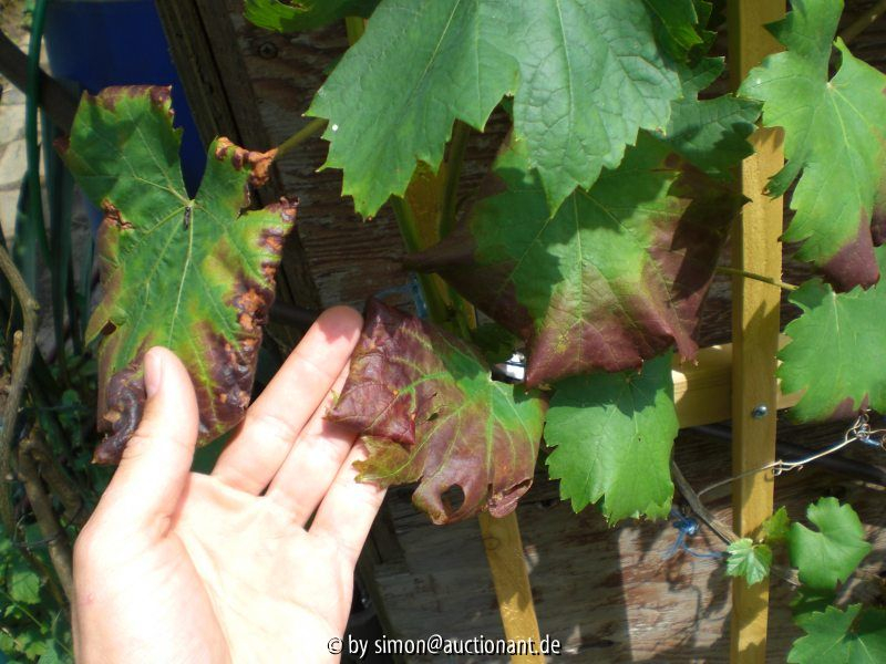 Magelsymptome Weinrebe: Regent (blau) I