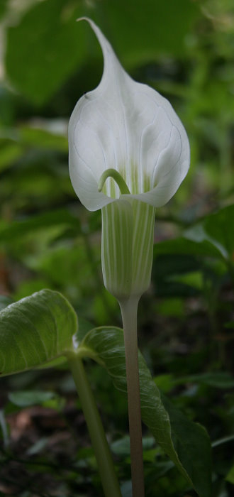 Arisaema candidissimum - weiss