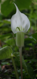 Arisaema candidissimum - weiss