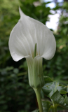 Arisaema candidissimum - weiss