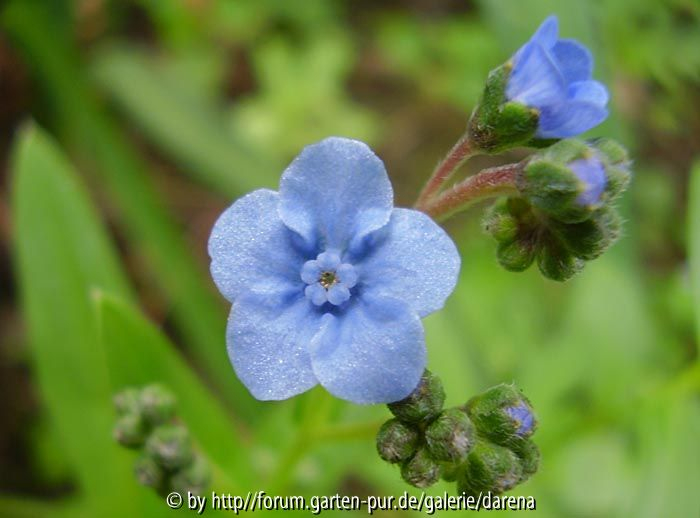 Cynoglossum amabile 