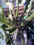 Zucchini 27.06.08