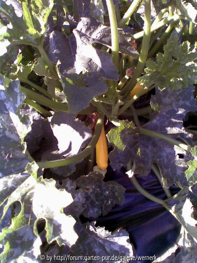 Zucchini gelb 27.06.08