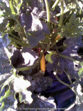 Zucchini gelb 27.06.08