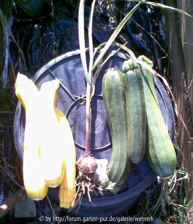 Zucchiniernte 27.06.08