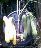 Zucchiniernte 27.06.08