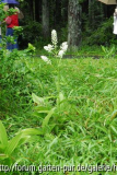 Veratrum stamineum micranthum 2