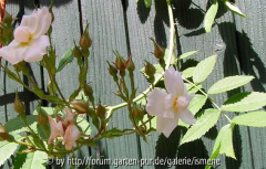 Kletterrose_zartrosa