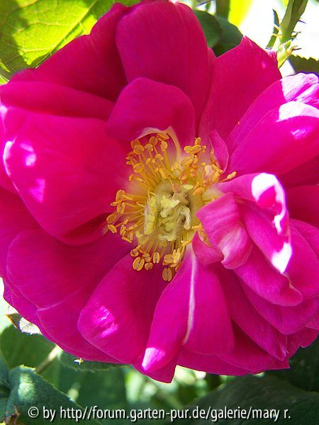 Rose de Rescht Spezial-Blüte