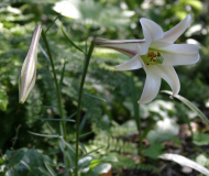 Lilium formosanumvar. pricei (2008)