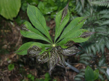 Arisaema ciliatum var. liubaense - Anomalie