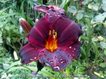 hem ed murray 8.jpg