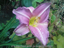 hem chosen love 10.jpg