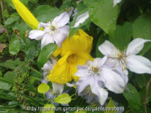 gelbe hem mit clematis justa.jpg