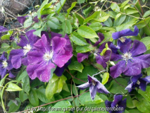 clematis unbekannt 1.jpg