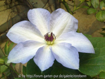 clematis ivan olsen 2.jpg