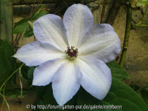clematis ivan olsen 1.jpg