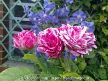 mud ferdinand pichard mit clematis azur.