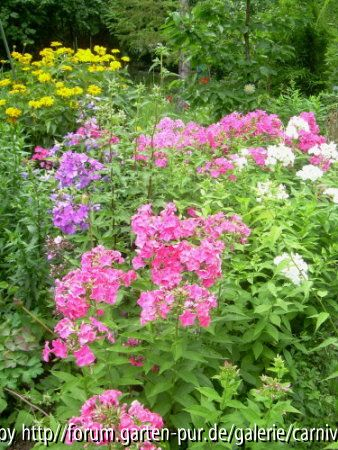 Sommerblüte