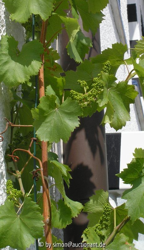 Wein