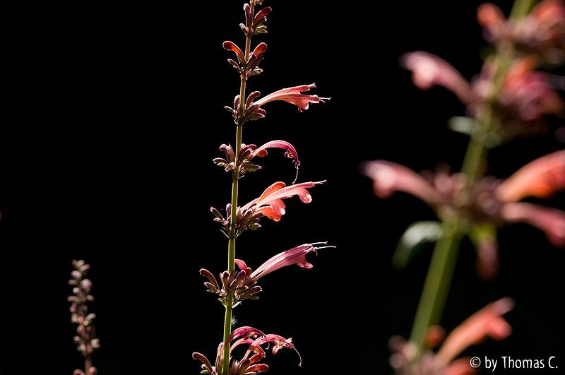 Sommerakkord 05