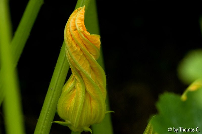 Sommerakkord 04