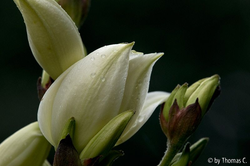 Sommerakkord 03