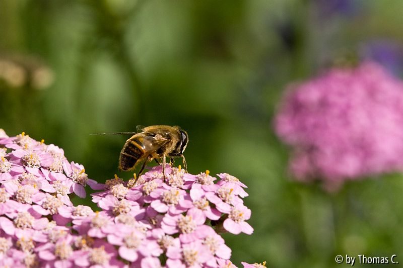 Sommerakkord 01