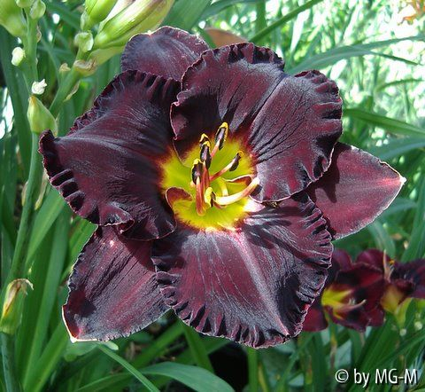 Bright Velvet X Else Kaiser