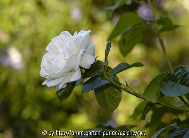 White Gold