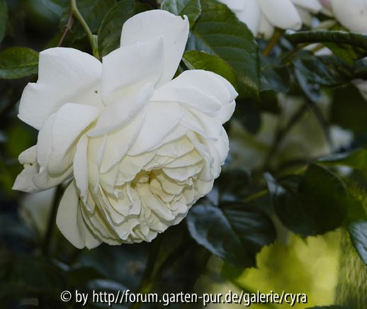 White Gold 2