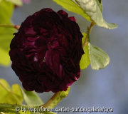 Orphéline de Julliet Blüte