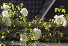 Schneewittchen clg
