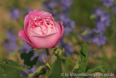 La Reine Victoria