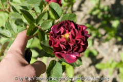 Rose in Timotei Subani 2