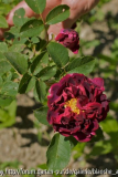 Rose in Timotei Subani 1