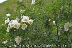 Rosa pimpinellifolia