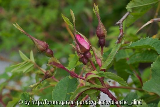 Rosa oxyodon 2
