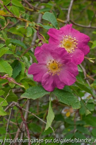 Rosa oxyodon 1